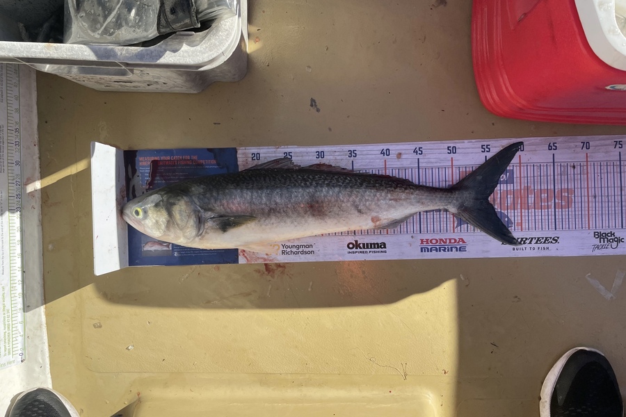 Lee Paetai caught this 55.0cm Kahawai at Firth of Thames  during The Hirepool Baitmates Fishing Comp