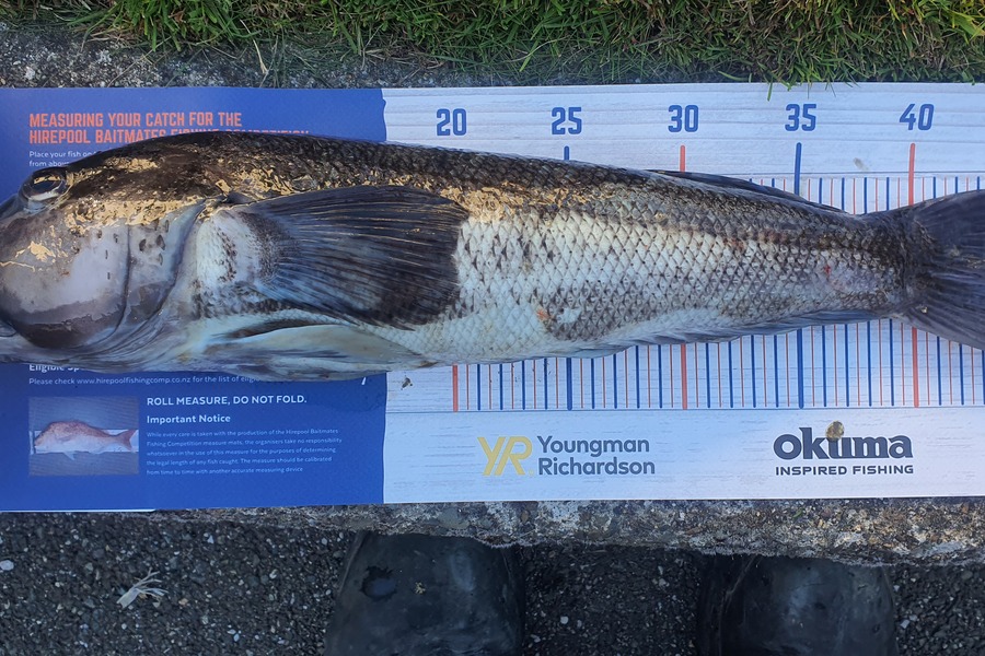 David Aitken caught this 46cm Blue Cod at Foveaux Strait during The Hirepool Baitmates Fishing Comp