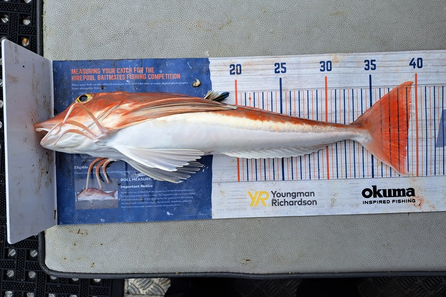 Harry Kovacs caught this 39.0cm Gurnard at Wellington Harbour during The Hirepool Baitmates Fishing Comp