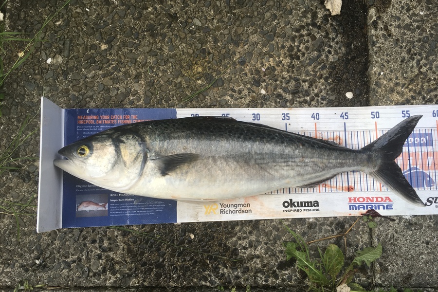 Tony Dodson caught this 52.5cm Kahawai at Omaio during The Hirepool Baitmates Fishing Comp