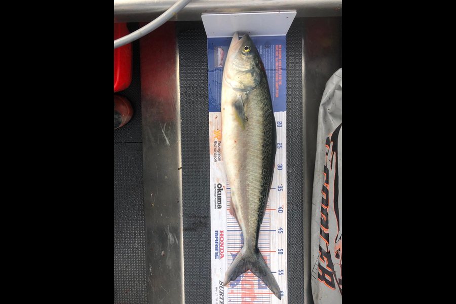 Sam Finlayson caught this 54.0cm Kahawai at Wellington harbour  during The Hirepool Baitmates Fishing Comp