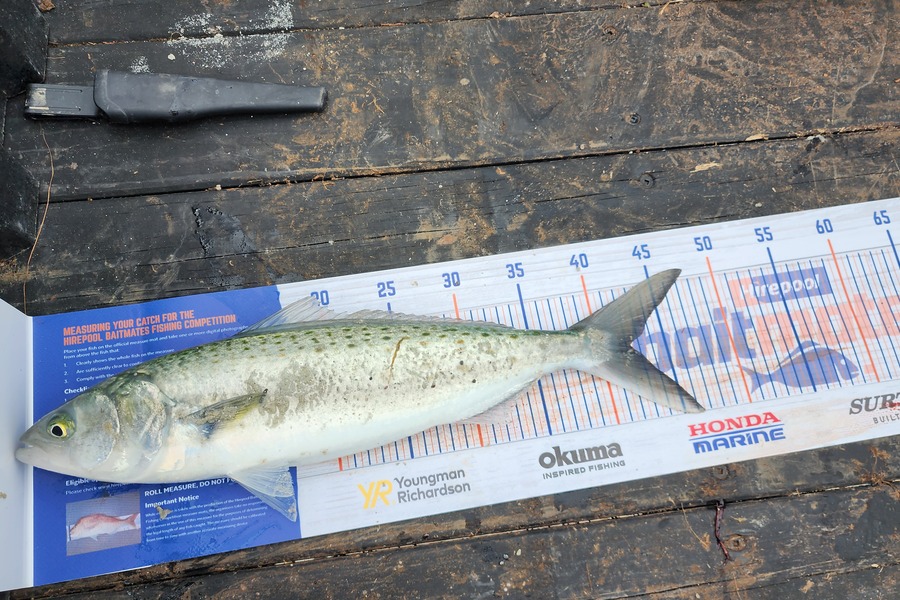 Jon Donaher caught this 42.5cm Kahawai at Rangiputa during The Hirepool Baitmates Fishing Comp