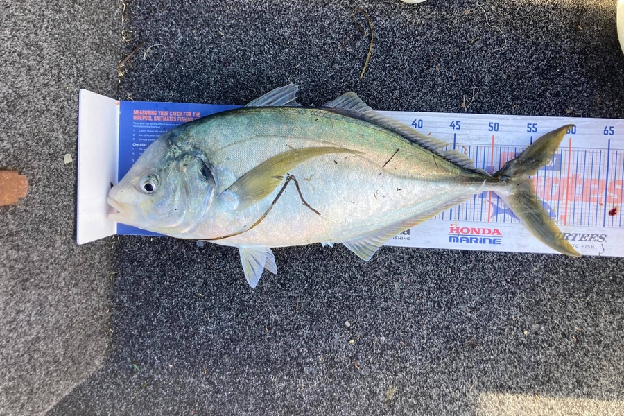 William Samson caught this 55.5cm Trevally at Rangiputa Harbour  during The Hirepool Baitmates Fishing Comp