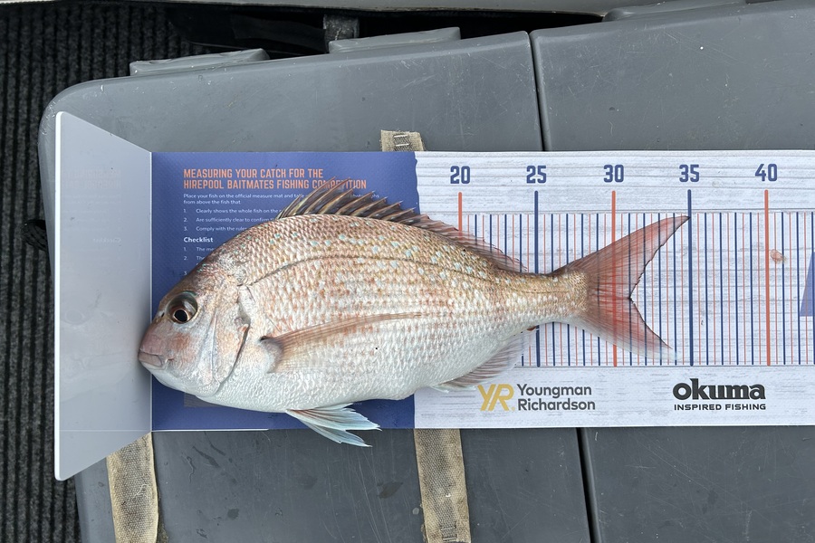 Tate Nicholson caught this 31.0cm Snapper at Wellington harbour  during The Hirepool Baitmates Fishing Comp