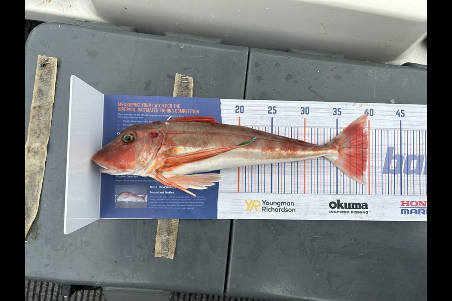 Tate Nicholson caught this 39.5cm Gurnard at Wellington harbour  during The Hirepool Baitmates Fishing Comp