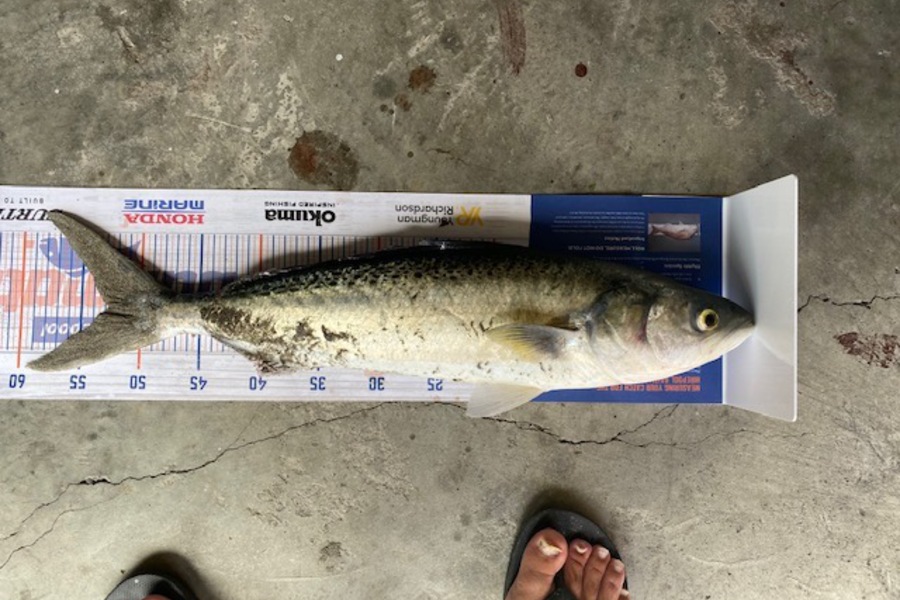 Dave Murray caught this 52.5cm Kahawai at Otaki Beach during The Hirepool Baitmates Fishing Comp