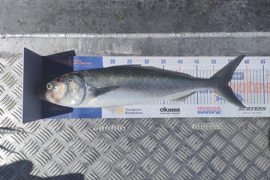 Jeremy Troup caught this 54.0cm Kahawai at Rakino during The Hirepool Baitmates Fishing Comp