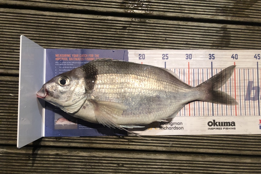 Andrew Froome caught this 36.0cm Tarakihi at Port Taranaki  during The Hirepool Baitmates Fishing Comp