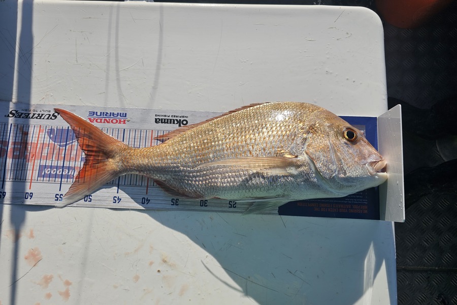 Sabin Arackal caught this 50cm Snapper at Auckland during The Hirepool Baitmates Fishing Comp