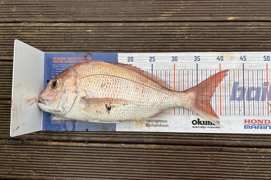 Simeon Hansen caught this 37.5cm Snapper at Opotiki during The Hirepool Baitmates Fishing Comp