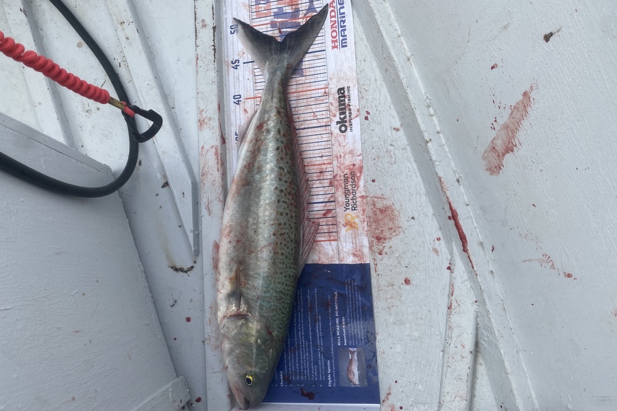 Cameron Coxhead caught this 47.0cm Kahawai at Bowentown during The Hirepool Baitmates Fishing Comp