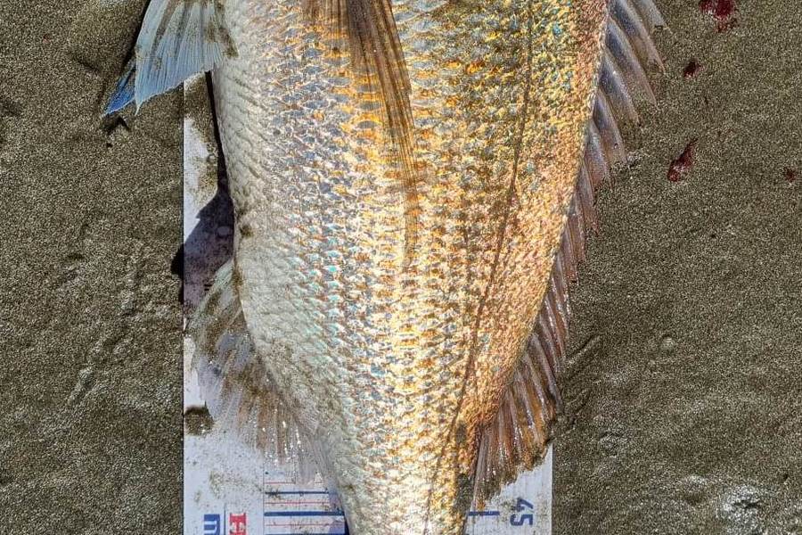 James Beckett caught this 56.0cm Snapper at Te kaha during The Hirepool Baitmates Fishing Comp