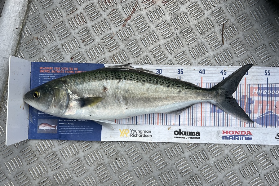 Geoffrey Collins caught this 47.0cm Kahawai at Bowentown  during The Hirepool Baitmates Fishing Comp