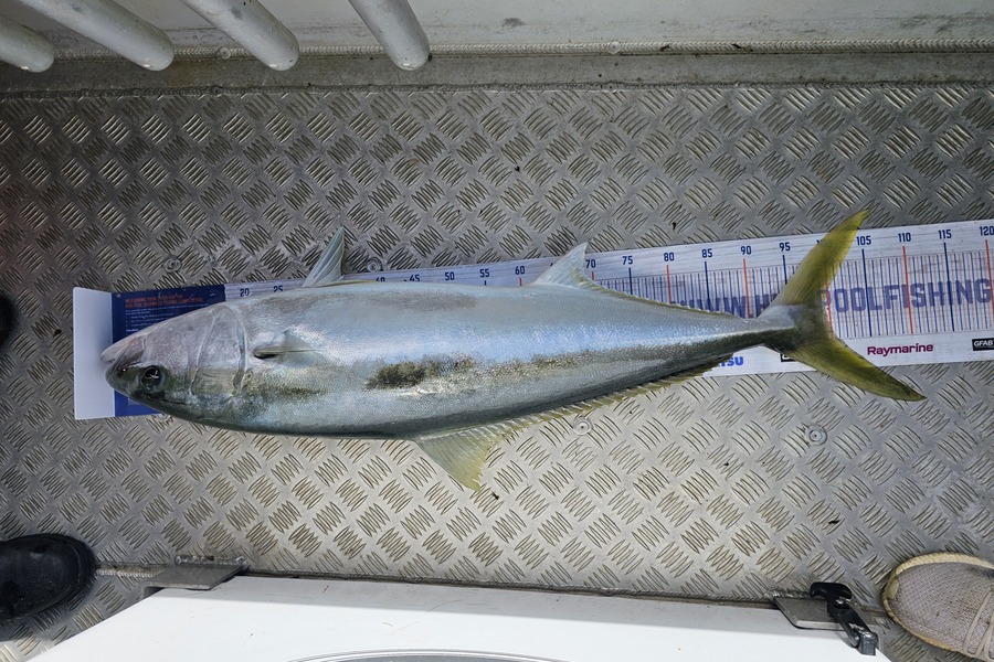 Sabin Arackal caught this 99.5cm Kingfish at Auckland during The Hirepool Baitmates Fishing Comp