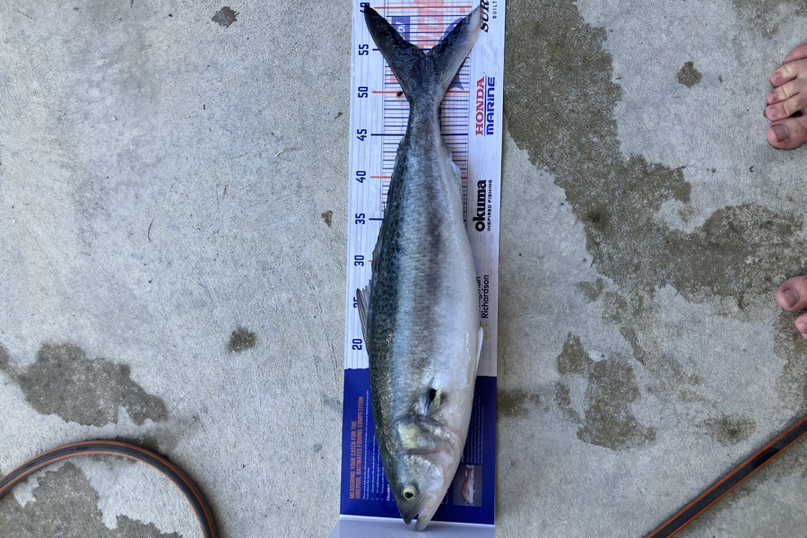 Cameron Flemming caught this 54.5cm Kahawai at Ohope during The Hirepool Baitmates Fishing Comp