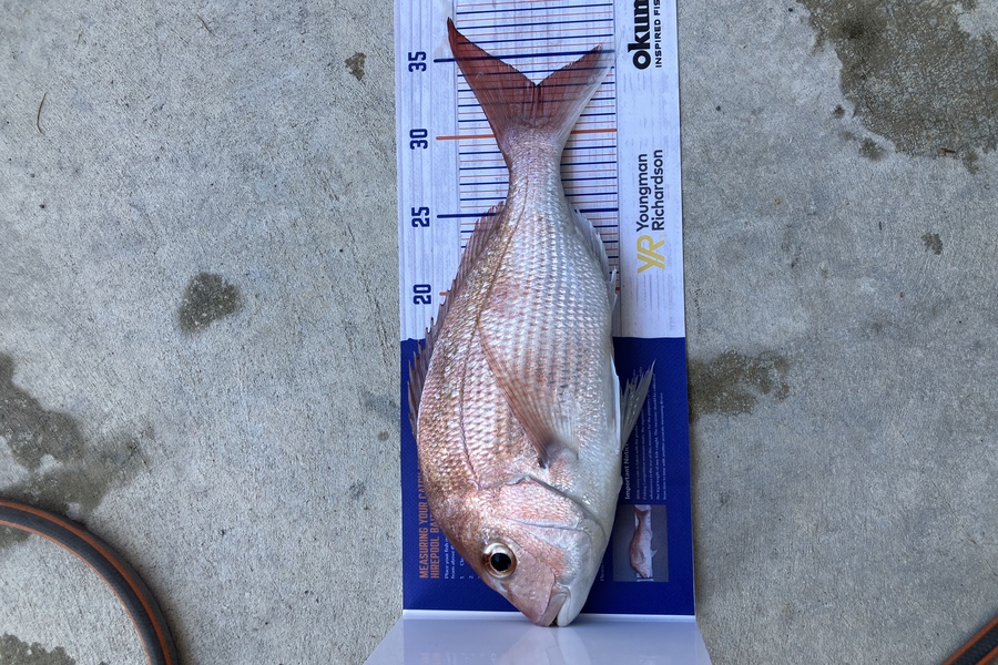 Cameron Flemming caught this 33.0cm Snapper at Ohope during The Hirepool Baitmates Fishing Comp