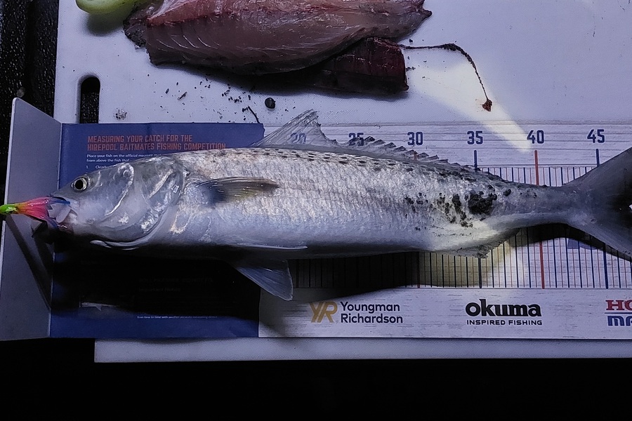 Kade Todd caught this 47.0cm Kahawai at Greymouth  during The Hirepool Baitmates Fishing Comp