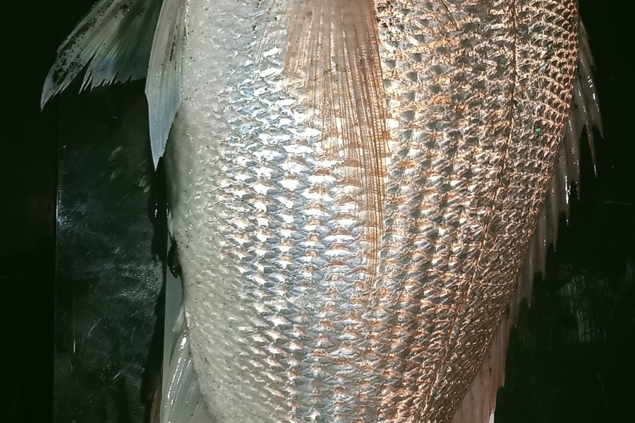 Michael Tynan caught this 57.0cm Snapper at Taranaki  during The Hirepool Baitmates Fishing Comp