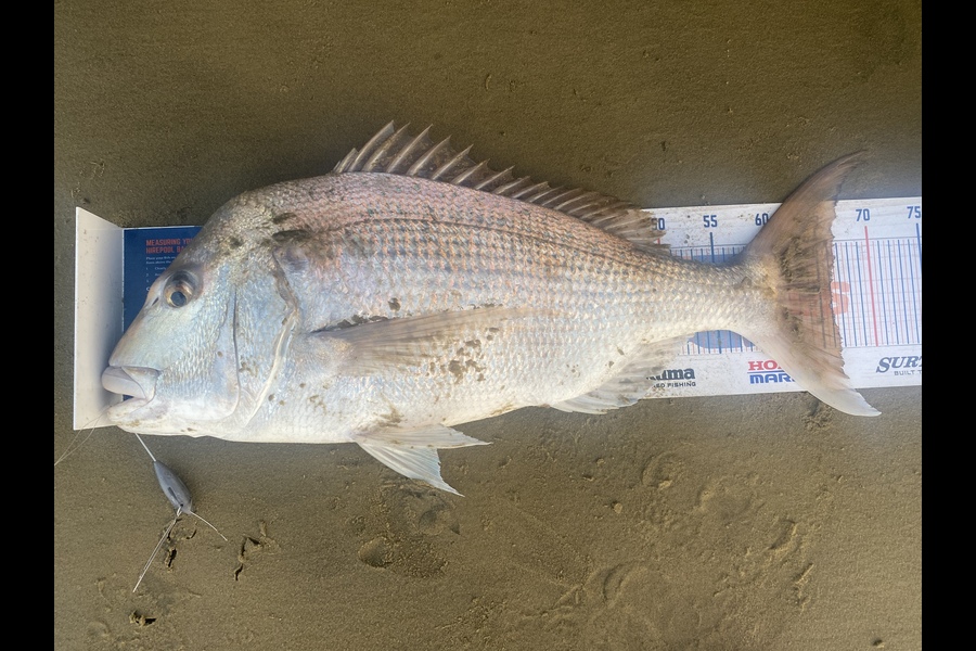 Steve Ryder caught this 66.0cm Snapper at Glinksgully  during The Hirepool Baitmates Fishing Comp