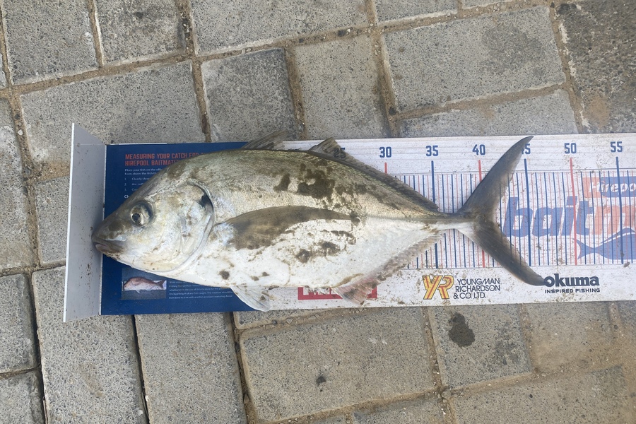 Steve Ryder caught this 41.0cm Trevally at Glinksgully  during The Hirepool Baitmates Fishing Comp
