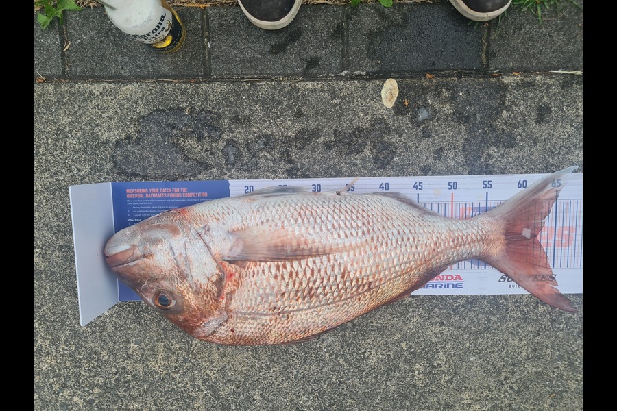 Fred Ulberg caught this 62.0cm Snapper at Houhura during The Hirepool Baitmates Fishing Comp