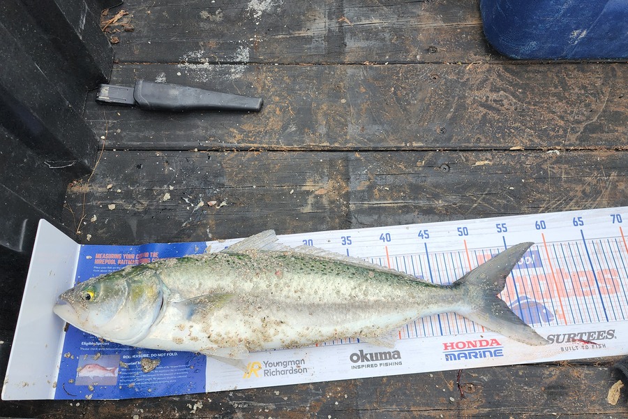 Jon Donaher caught this 52.5cm Kahawai at Rangiputa during The Hirepool Baitmates Fishing Comp
