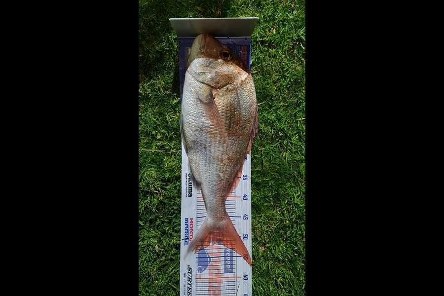 Amy Wallace caught this 51.5cm Snapper at Kapiti during The Hirepool Baitmates Fishing Comp