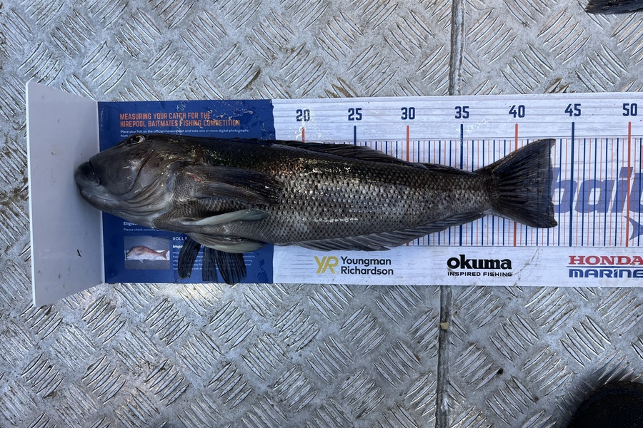 Brook Carr caught this 43.0cm Blue Cod at Tautuku during The Hirepool Baitmates Fishing Comp