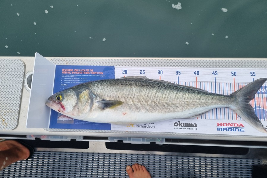 Jesse Slack caught this 53.5cm Kahawai at Firth of thames  during The Hirepool Baitmates Fishing Comp