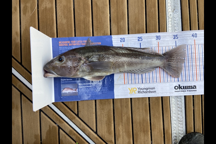 Sharon Cane caught this 37.0cm Blue Cod at Marlborough Sounds  during The Hirepool Baitmates Fishing Comp