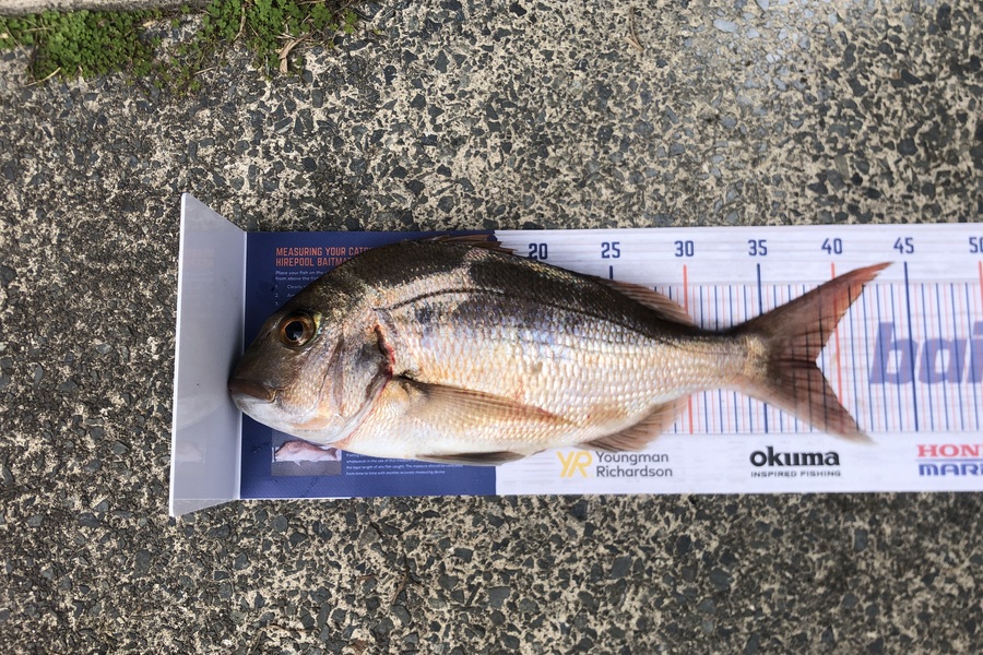 Regan Bradburn caught this 38.5cm Snapper at Whangarei  during The Hirepool Baitmates Fishing Comp