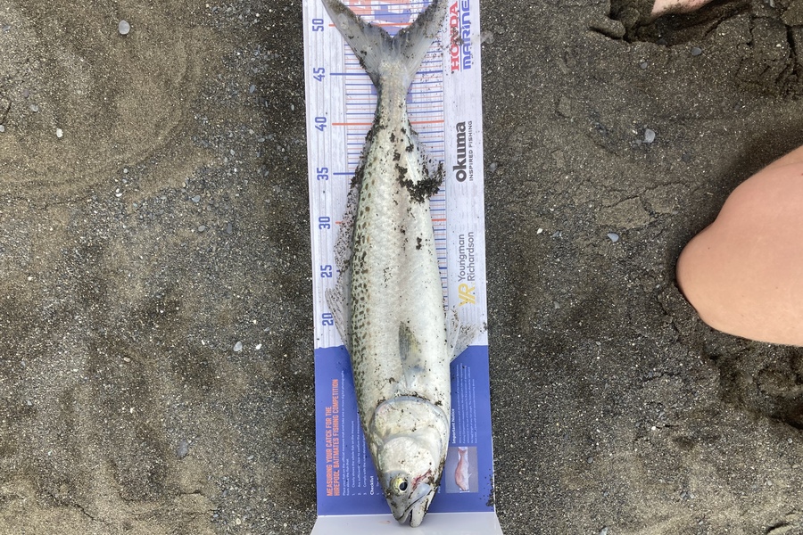Matthew williams caught this 48.5cm Kahawai at Lake ferry during The Hirepool Baitmates Fishing Comp