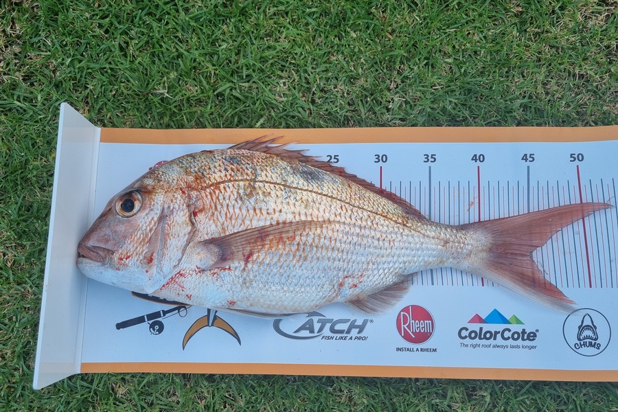 William Askham caught this 45.0cm Snapper at Oakura during The Hirepool Baitmates Fishing Comp