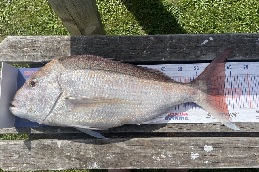 Nick van der Veen caught this 62.5cm Snapper at Kapiti during The Hirepool Baitmates Fishing Comp