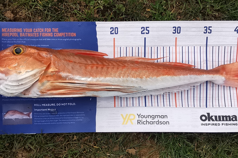 Nikki Farley caught this 43.5cm Gurnard at Opunake during The Hirepool Baitmates Fishing Comp