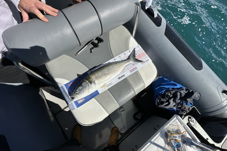 Amy Wallace caught this 55.0cm Kahawai at Kapiti during The Hirepool Baitmates Fishing Comp