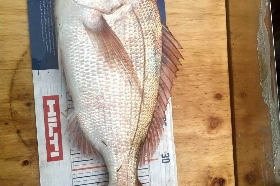 John Hill caught this 38.5cm Snapper at Pataua south  during The Hirepool Baitmates Fishing Comp