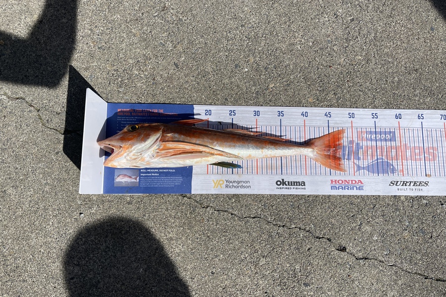 Sharo Sievers caught this 47.5cm Gurnard at Hokio during The Hirepool Baitmates Fishing Comp