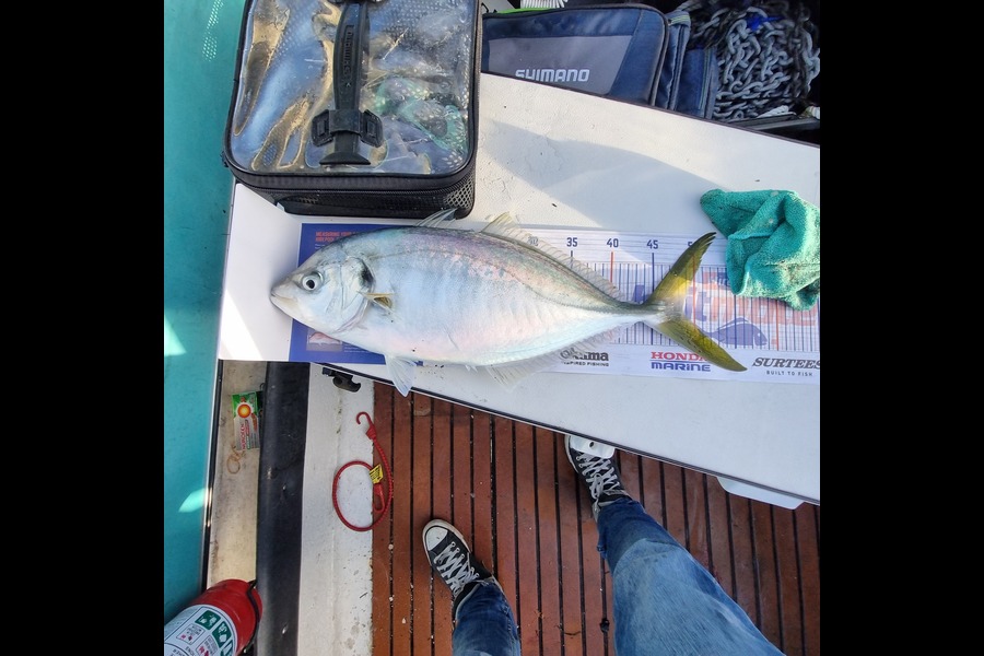 Corey Searle caught this 47.0cm Trevally at Kapiti during The Hirepool Baitmates Fishing Comp
