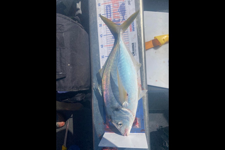 Sam Finlayson caught this 48.5cm Trevally at Mana during The Hirepool Baitmates Fishing Comp
