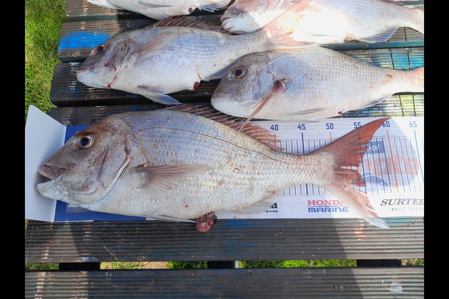 Karl Cochrane caught this 54.0cm Snapper at Pukehina  during The Hirepool Baitmates Fishing Comp