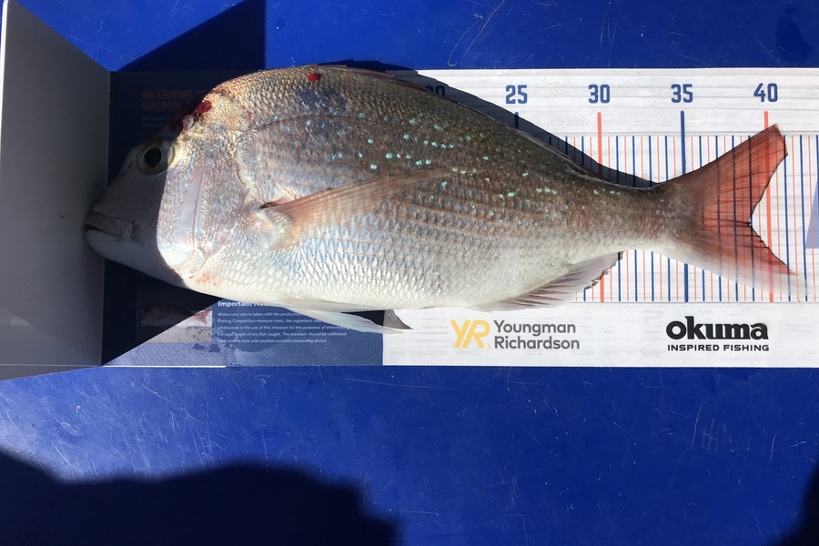 Anthony Murray caught this 39cm Snapper at Mana during The Hirepool Baitmates Fishing Comp