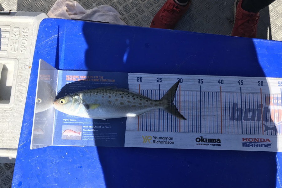 Anthony Murray caught this 28.0cm Kahawai at Mana during The Hirepool Baitmates Fishing Comp