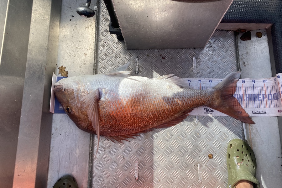 Kyle Hunt caught this 85.0cm Snapper at Wanganui during The Hirepool Baitmates Fishing Comp