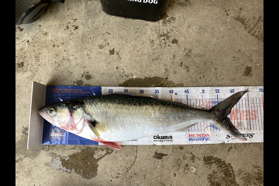 Kyle Hunt caught this 58.0cm Kahawai at Wanganui during The Hirepool Baitmates Fishing Comp