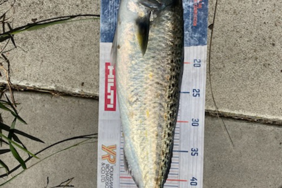 Mark Ray caught this 50.0cm Kahawai at BOP during The Hirepool Baitmates Fishing Comp