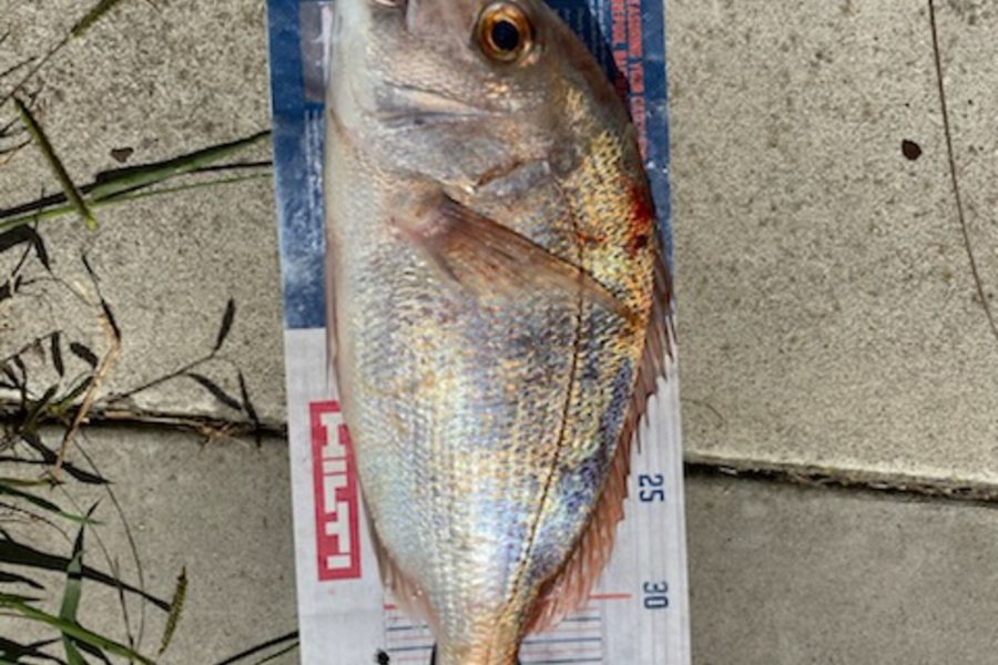 Mark Ray caught this 39.5cm Snapper at BOP during The Hirepool Baitmates Fishing Comp