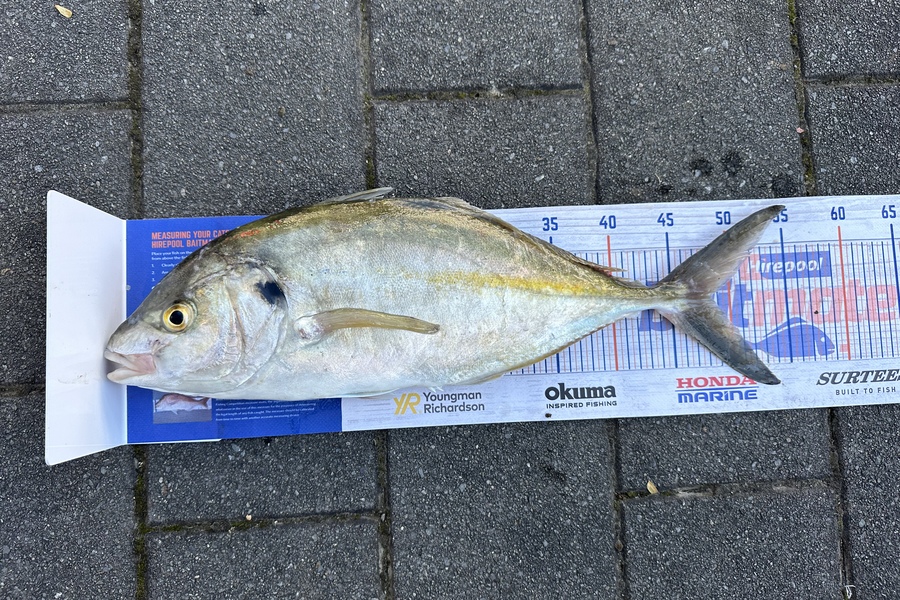 Mason Gestro caught this 47.5cm Trevally at Kapiti during The Hirepool Baitmates Fishing Comp