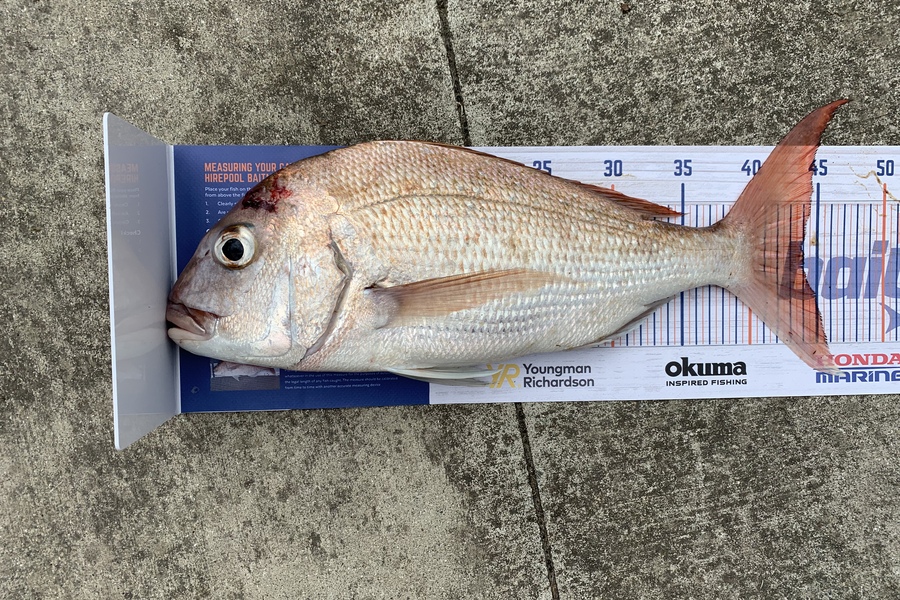 Luke Elmes caught this 44.0cm Snapper at Beachlands  during The Hirepool Baitmates Fishing Comp