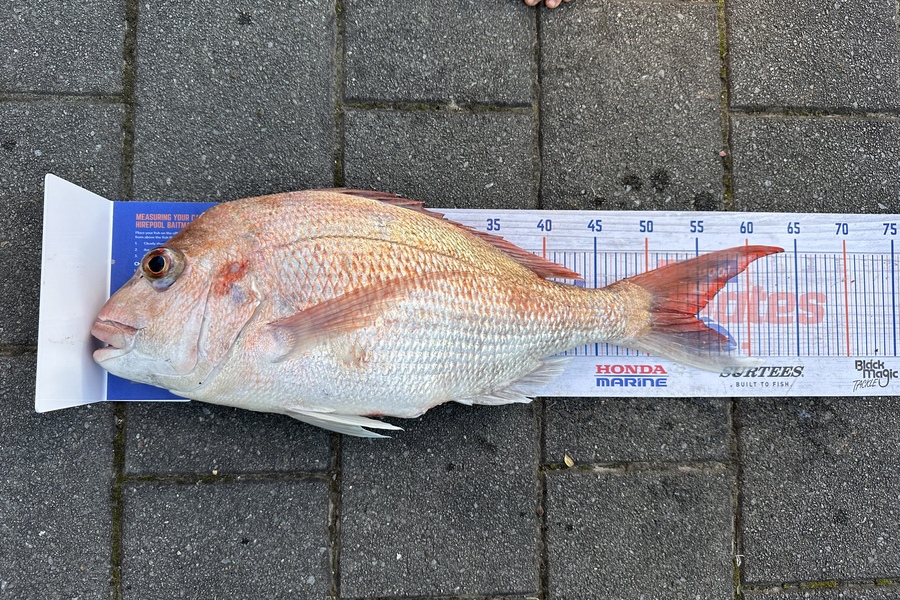 Mason Gestro caught this 55.0cm Snapper at Kapiti during The Hirepool Baitmates Fishing Comp